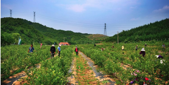 蓝莓园人工除草