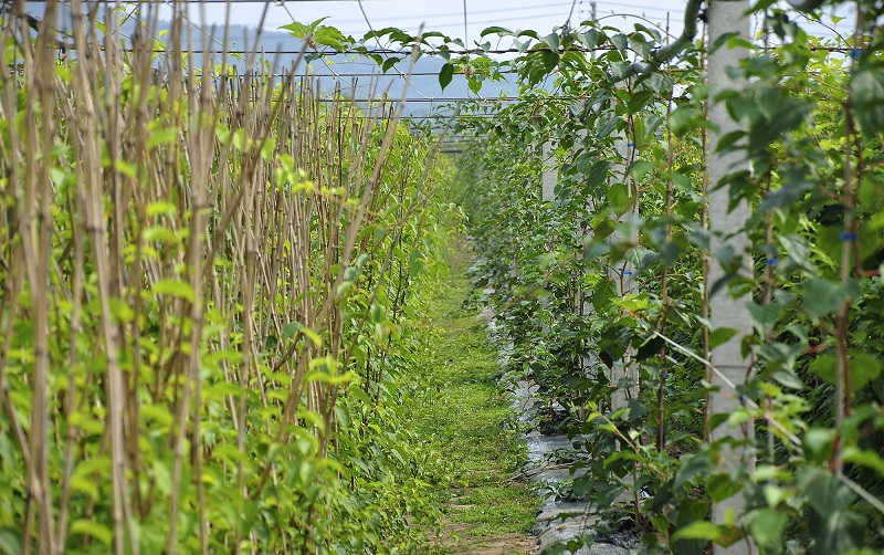 软枣猕猴桃苗种植
