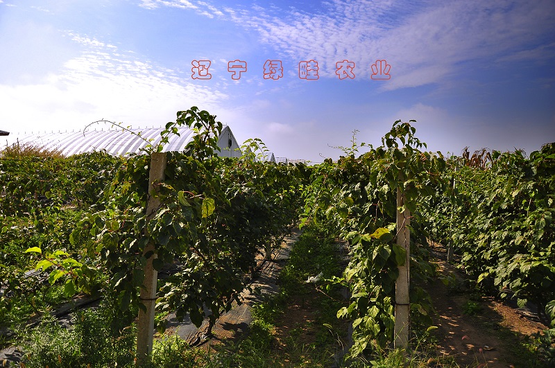 辽宁绿畦农业有限公司