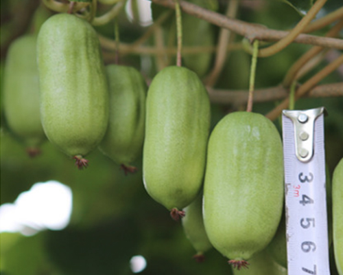 选择软枣猕猴桃种植的原因？