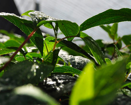 软枣苗的种植要求