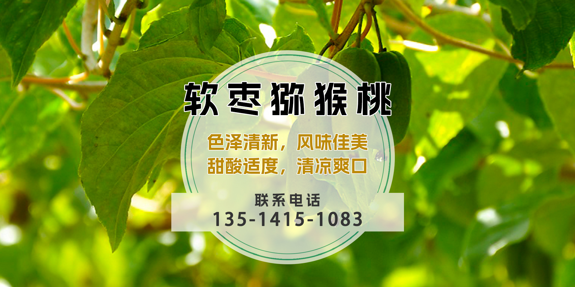 软枣猕猴桃苗