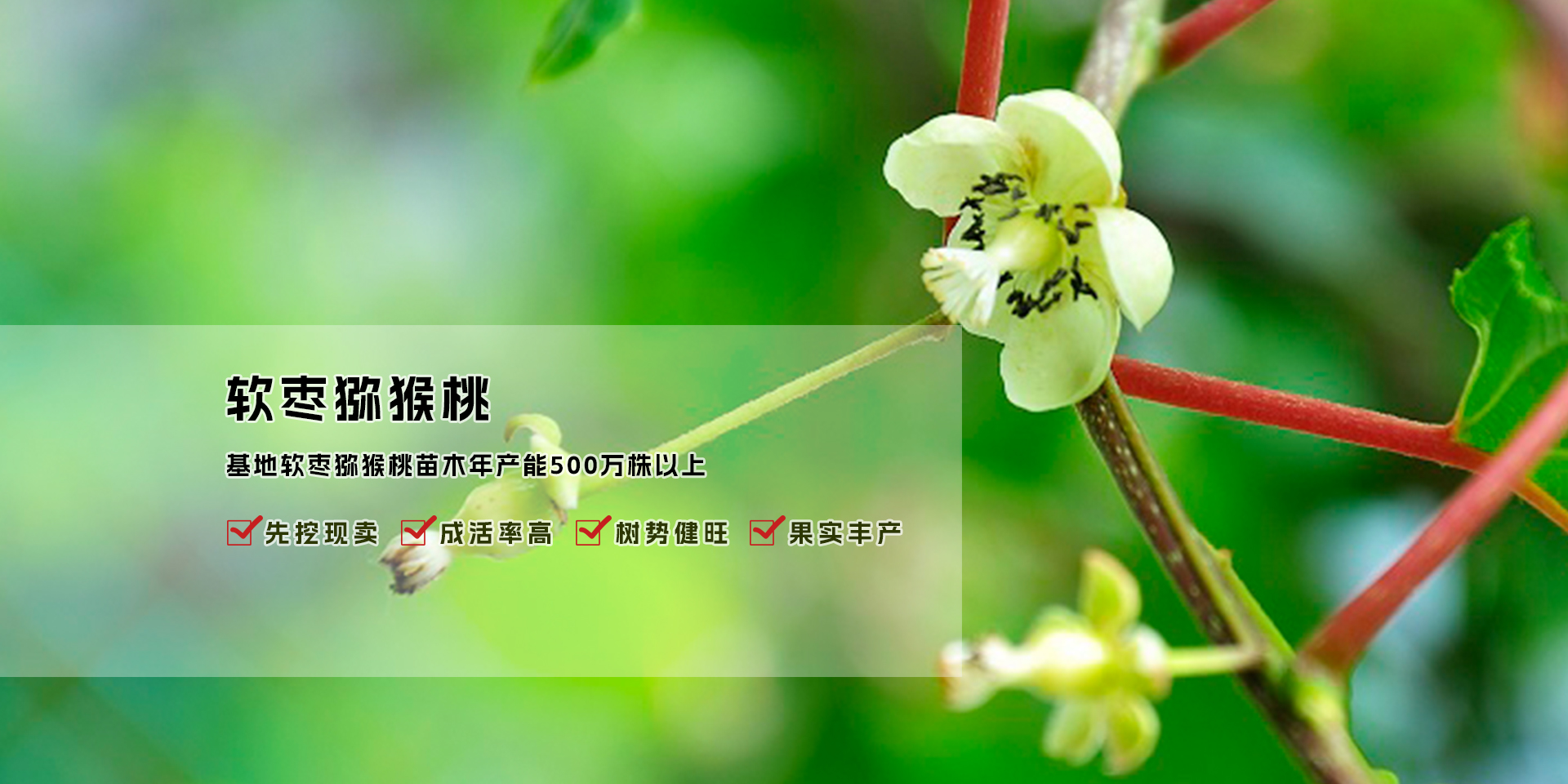 软枣子苗