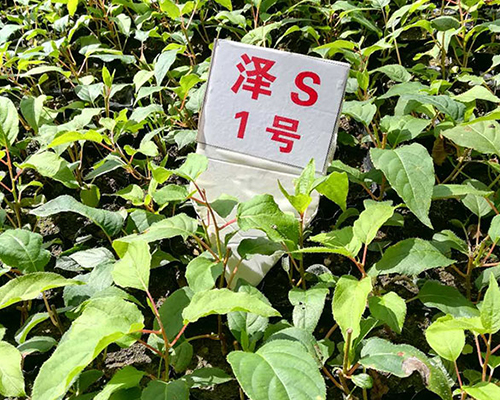 贵州泽S1号软枣猕猴桃苗