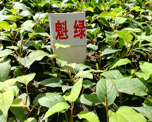 锦州魁绿软枣子苗