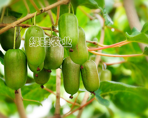 锦州软枣猕猴桃