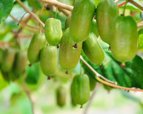 辽宁软枣猕猴桃品种