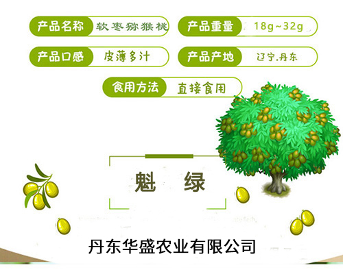 丹东魁绿软枣猕猴桃