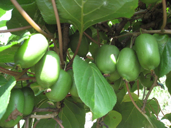 软枣猕猴桃是一种酸甜可口的水果